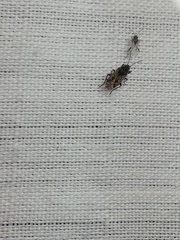 Sphragisticus nebulosus