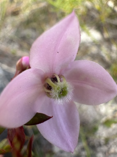Image of Boronia floribunda by (c) prossington, some rights reserved (CC BY)
