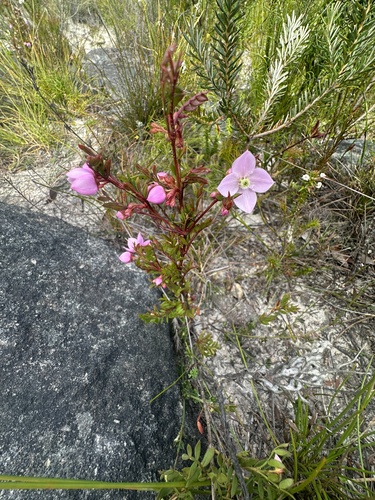 Image of Boronia floribunda by (c) prossington, some rights reserved (CC BY)