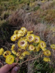 Helichrysum foetidum