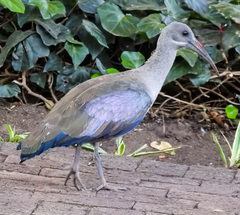 Bostrychia hagedash hagedash