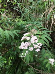 Spiraea formosana