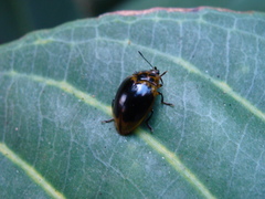 Iphiclus ephippium