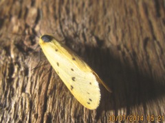 Setina irrorella
