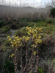 Helichrysum foetidum