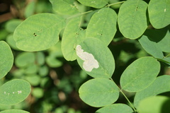 Chrysaster ostensackenella