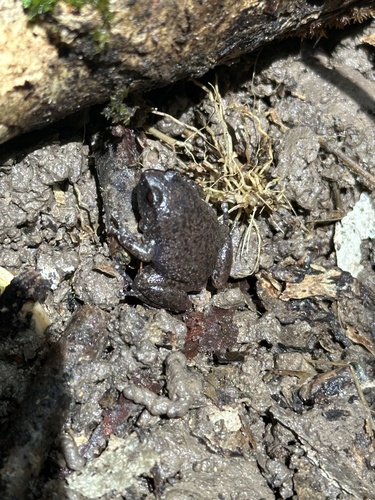 Robust Frog, Austrochaperina robusta