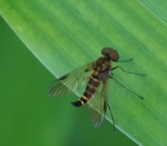 Chrysopilus fasciatus
