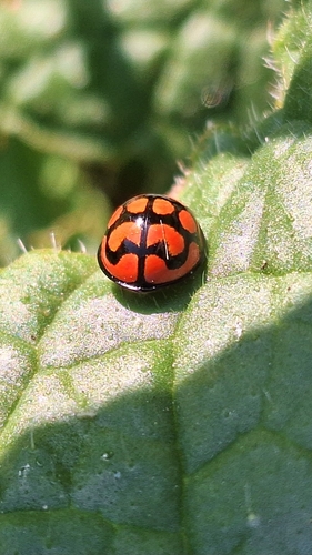Lunate Lady Beetle