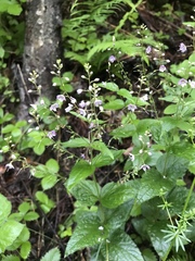 Veronica urticifolia
