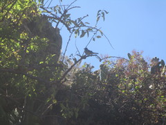 Fringilla coelebs canariensis