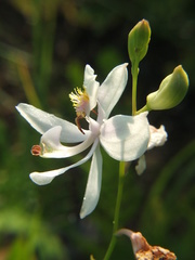 Calopogon pallidus