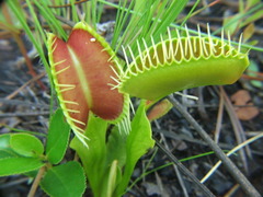 Dionaea muscipula