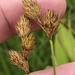 Prairie Straw Sedge - Photo (c) Paul Marcum, some rights reserved (CC BY-NC), uploaded by Paul Marcum