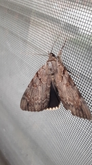 Catocala agrippina