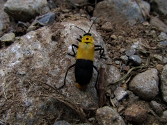Chauliognathus heros