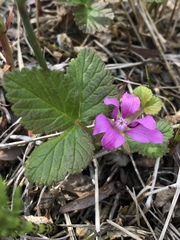 Rubus arcticus acaulis