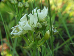 Dionaea muscipula