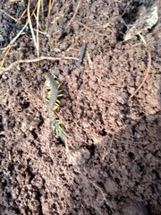 Scolopendra viridis maya