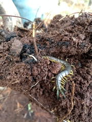 Scolopendra viridis maya