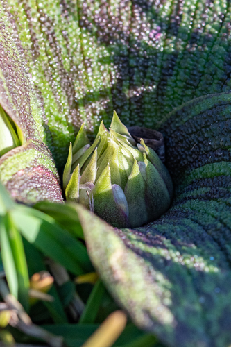 Massonia pustulata