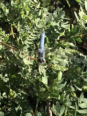 Pachydiplax longipennis