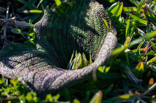 Massonia pustulata