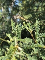 Pachydiplax longipennis