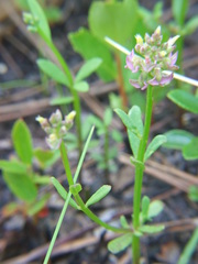 Polygala brevifolia