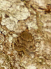 Scoparia penumbralis