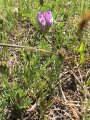 Oxytropis lambertii