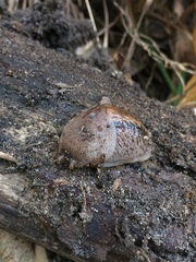Urocyclus kirkii