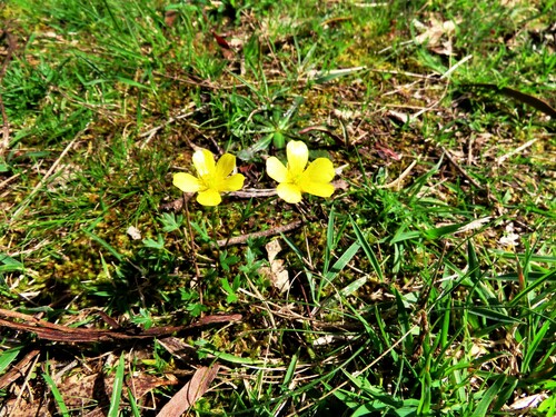 Image of Ranunculus lappaceus by (c) Elspeth Swan, some rights reserved (CC BY)