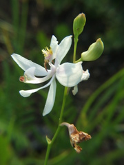 Calopogon pallidus