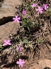 Phlox woodhousei
