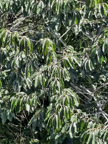 Diospyros lotus