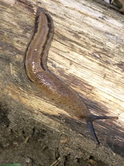 Urocyclus kirkii