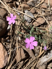 Phlox woodhousei