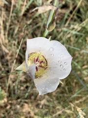 Calochortus ambiguus