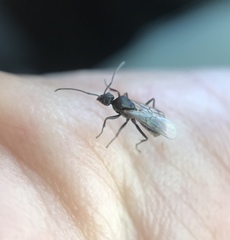 Formicidae