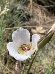 Calochortus ambiguus
