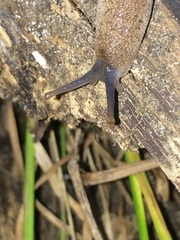 Urocyclus kirkii