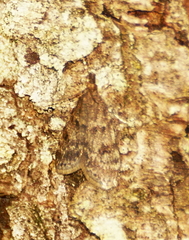 Scoparia penumbralis