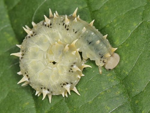 Siobla sturmii