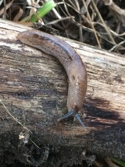 Urocyclus kirkii