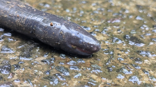 Uraeotyphlus bombayensis