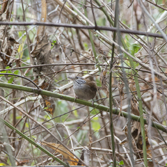 Thryophilus rufalbus