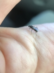 Formicidae