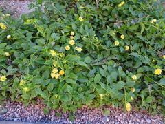 Lantana