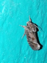 Acrolophus texanella